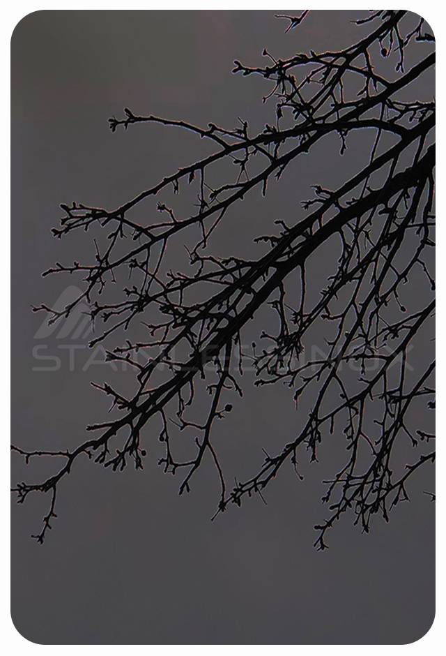 Bird flying in sky with tree branch